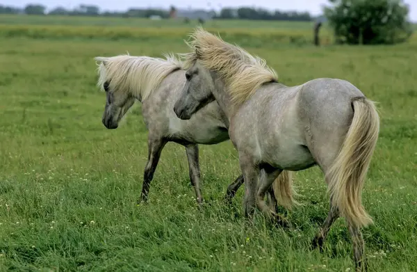 Grey Ponies Running Meadow — Stock Photo, Image