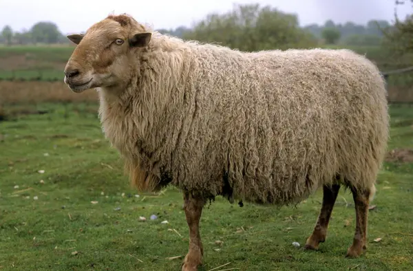 Houtland Ovce Vlámský Les Ovce — Stock fotografie