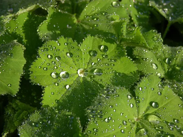 Water Drops Leaves Close — Stock Photo, Image