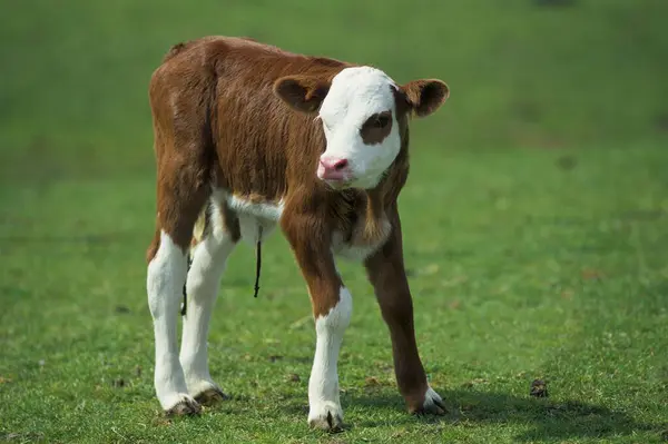 Молодая Рыжая Корова Траве Поле — стоковое фото