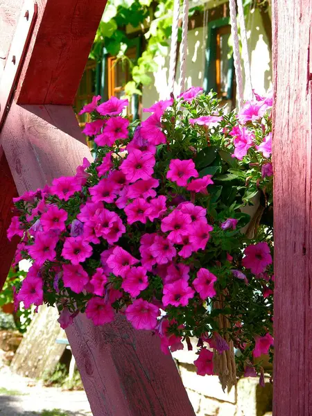Petunie Kwiaty Ogrodzie — Zdjęcie stockowe