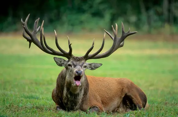 Red Deer Cervus Elaphus Red Deer Screaming Rutting Season — Stock Photo, Image