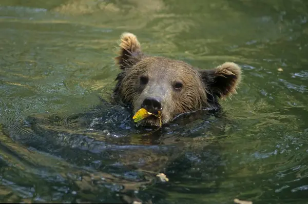 Young brown bear in the water