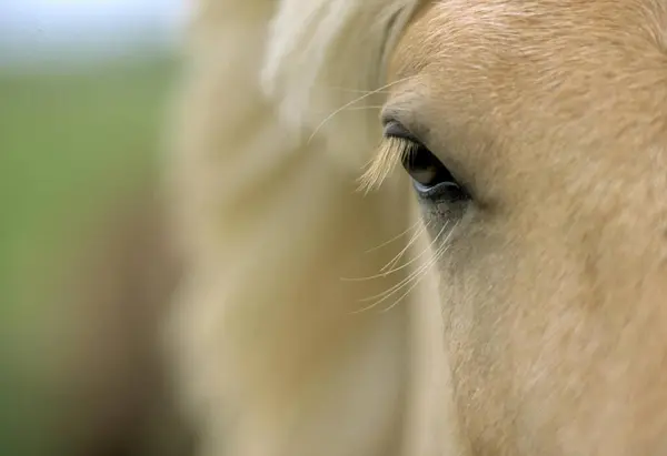 Icelandic Pony Eye Close — Stock Photo, Image