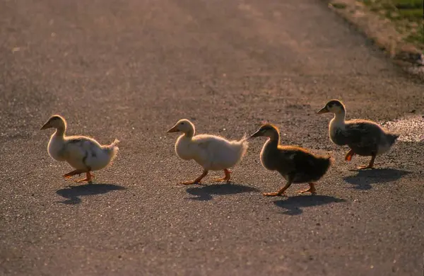Domestic Goose Chicks Run Road — Stock Photo, Image