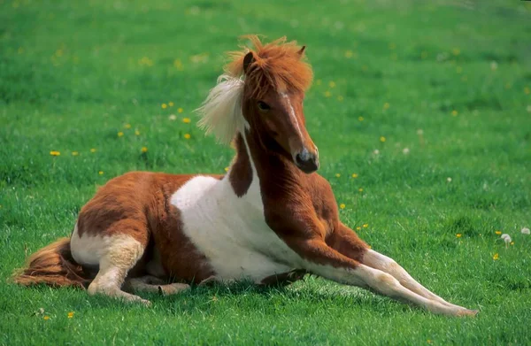 冰岛小马躺在草地上 — 图库照片