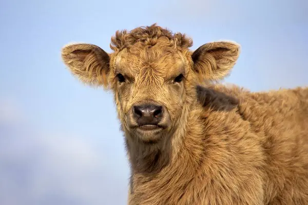 Scottish Highland Cattle Highland Cattle Kyloe Straw Pile Horns Gaelic — Foto de Stock