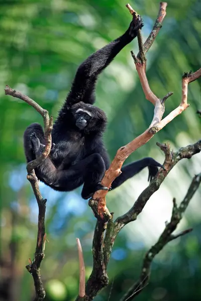 Gibón Mano Negra Hylobates Agilis Gibbon Adulto Árbol Gibbon Mano —  Fotos de Stock