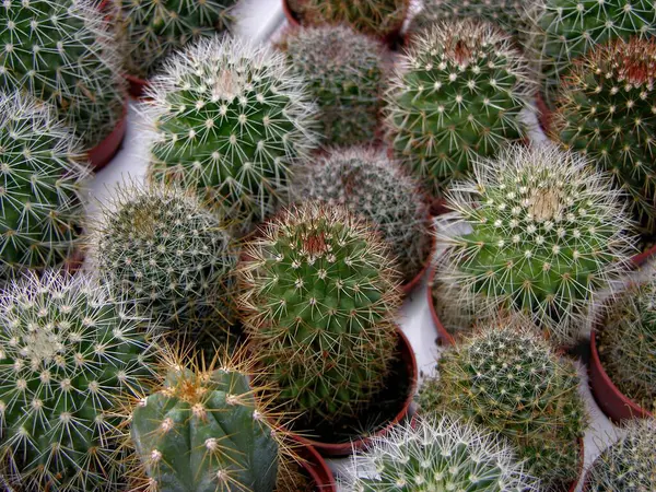 Ball Cactus Close — Stock Photo, Image