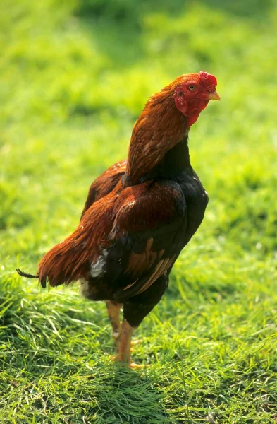 Гонгонгей Домашний Цыпленок Боевой Цыпленок — стоковое фото