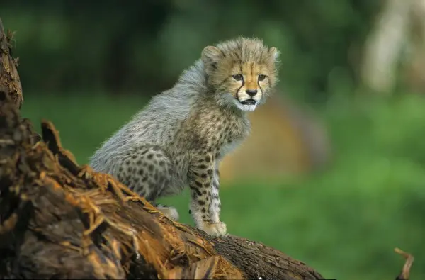 Cheetah Acinonyx Jubatus Baby Two Months Old Cheetah — Stock Photo, Image