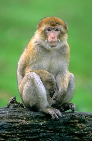 Barbary Macaque Macaca Sylvanus 或Magot Rheine动物园 — 图库照片