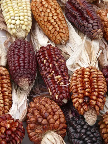 Peruvian Ornamental Maize Close — Stock Photo, Image