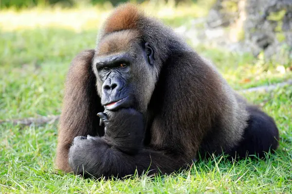 Westelijke Gorilla Gorilla Gorilla Berengei Rwanda — Stockfoto