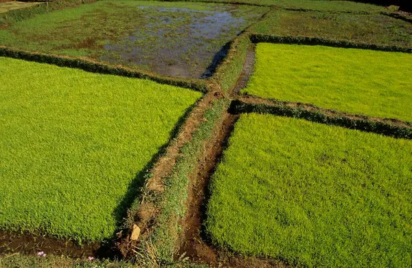 Rice fields in Madagascar Agriculture in Africa