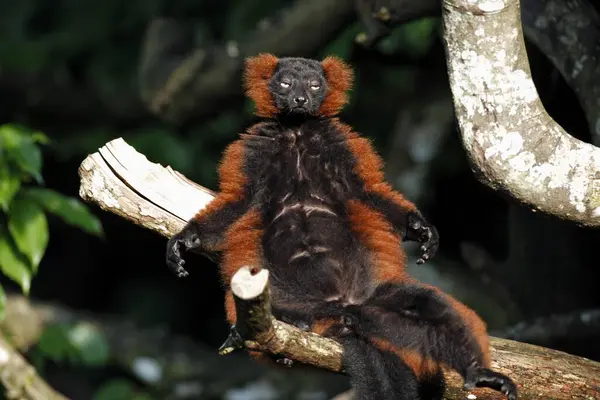 Vari Piros Fodros Lemur Variegatus Ruber Madagaszkár Felnőtt Napozás Red — Stock Fotó