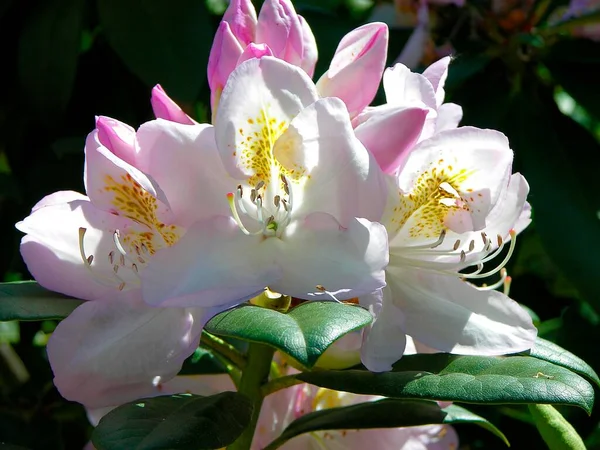 Flower Rhododendron Close — Stock Photo, Image