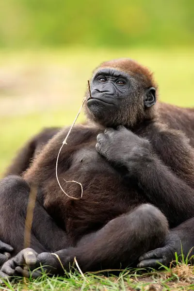 Batı Ova Gorili Goril Gorili Ovadaki Goril Yavrusu Dinlenme Zamanı — Stok fotoğraf
