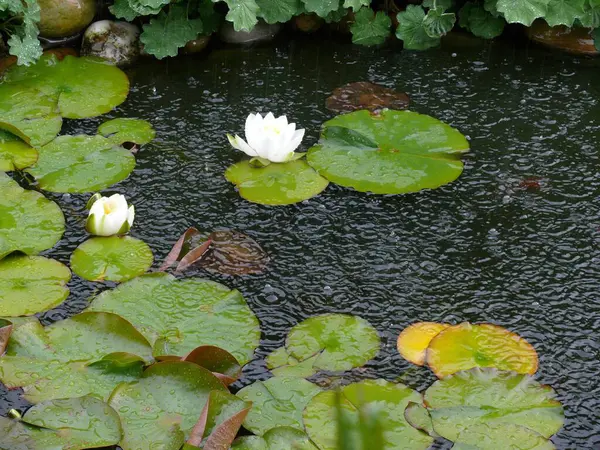 Lys Blanc Dans Étang Jardin Sous Fortes Pluies Gouttelettes Eau — Photo