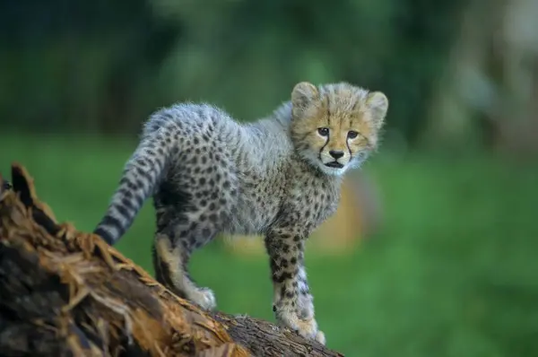 Cheetah Acinonyx Jubatus Bebé Dos Meses Guepardo — Foto de Stock