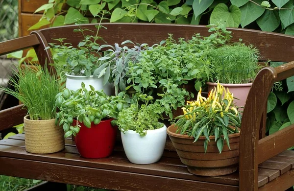 Garden Bench Different Herbs — Stock Photo, Image