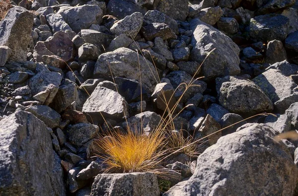 Gras Zwischen Steinen Geröll — Stockfoto