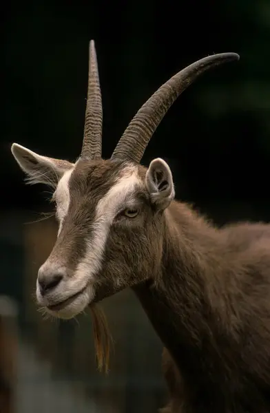 Thüringen Forest Goat Svart Bakgrund — Stockfoto