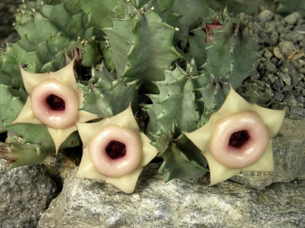 Huernia Insigniflora Close View — Stock Photo, Image