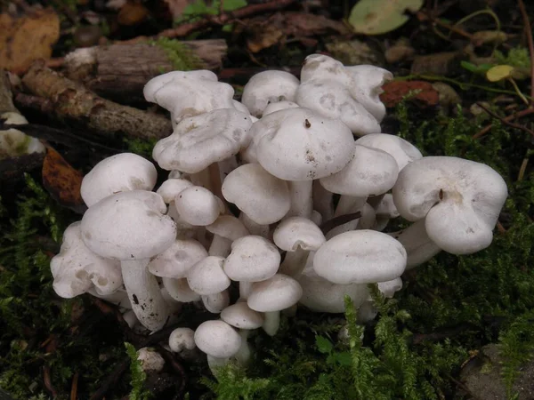 stock image White Rasling (Lyophyllum connatum)