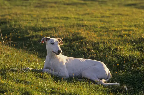 Greyhound Hond Natuur Achtergrond — Stockfoto