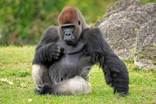 Batı Ova Gorili Goril Gorili Ovland Goril Yetişkin Erkek Dinlenme — Stok fotoğraf