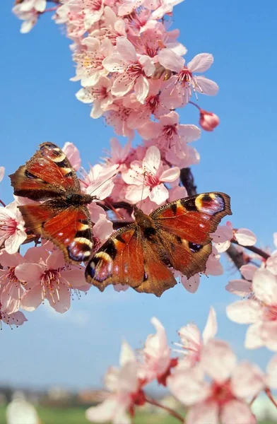 Schmetterling Pfauenauge Auf Mandelblüten Pfauenfalter Inachis Mandelbaum Prunus Dulcis — Stockfoto