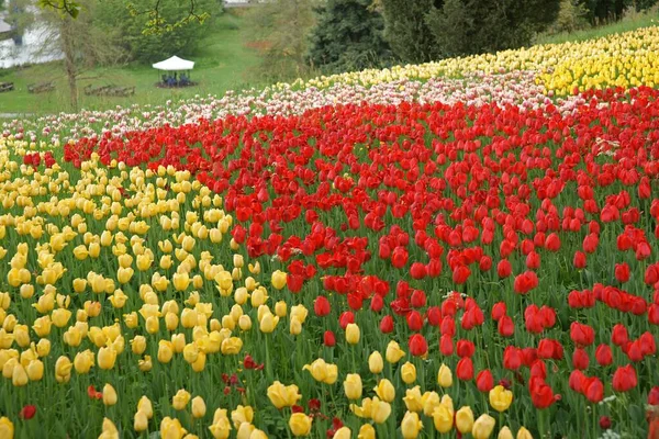 Tulipány Tulipány Mainau Island Baden Wrttemberg Německo Evropa — Stock fotografie