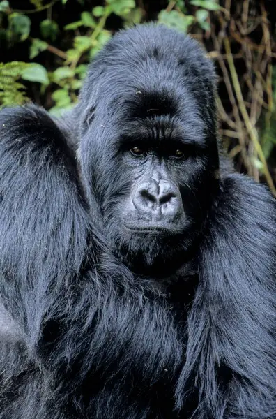 Mâle Dominant Argenté Gorille Des Montagnes Rwanda Afrique — Photo