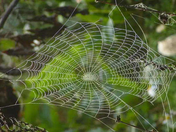Spinnennetz Nach Regen Gegenlichtfoto — Stockfoto