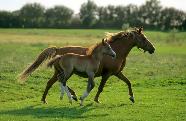German Riding Pony Gallop — Stock Photo, Image