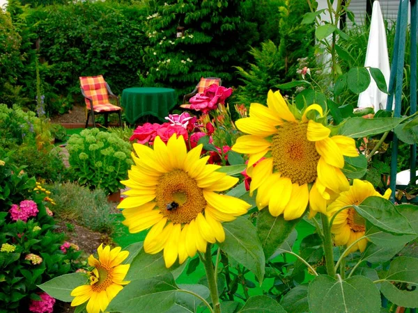 园中的向日葵 Helianthus Annuus 带有花园家具平台的舒适客厅家具 夏季花园 花园中的向日葵 带有花园家具平台的舒适客厅家具 夏季花园 — 图库照片