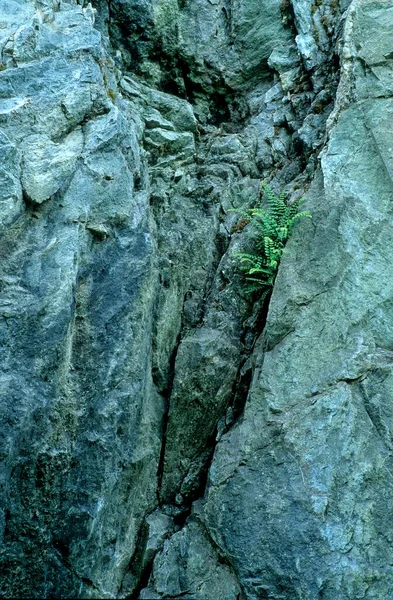 Fels Mit Farn Aus Nächster Nähe — Stockfoto