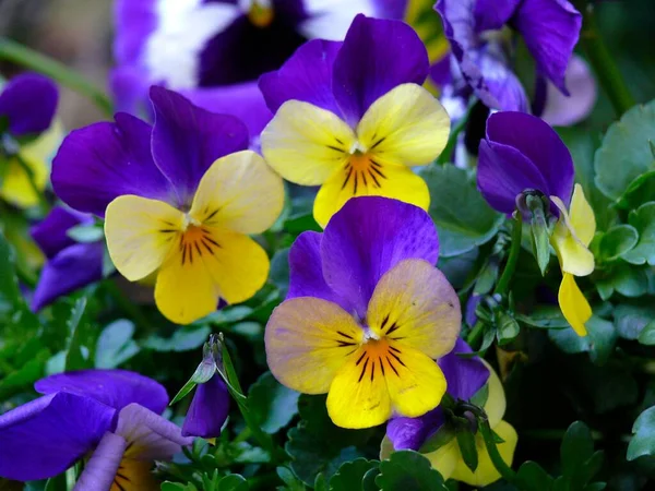 Viola Wittrockiana Çiçek Açan Nonoş — Stok fotoğraf