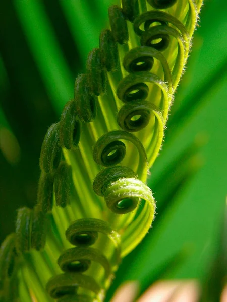 Palm Fern Новый Выезд Пальмовые Папоротники Cycadophyta Palm Fern Новый — стоковое фото