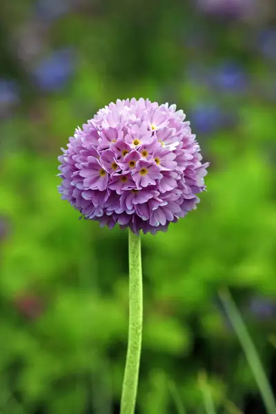 Pierwiosnek Perkusyjny Primula Denticulata Kwiat Himalajski Pierwiosnek Pałeczka Perkusyjna Pierwiosnek — Zdjęcie stockowe