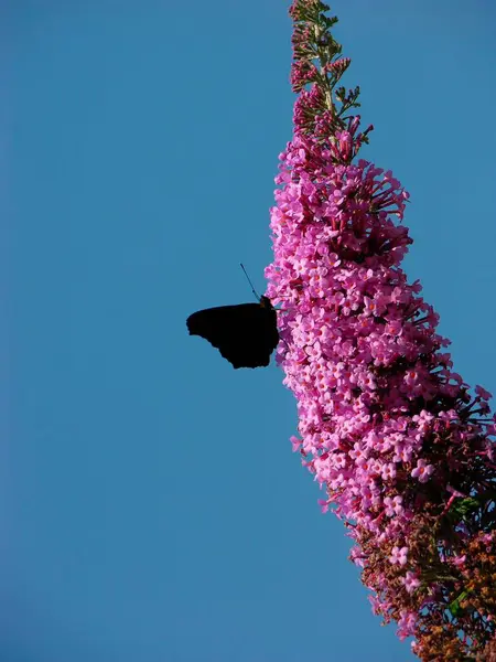 Літній Бузок Метеликом Павичеве Око — стокове фото