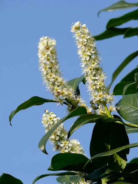 Kirschlorbeer Prunus Laurocerasus Blüht Kirschlorbeer — Stockfoto