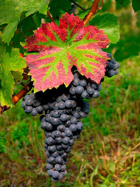 Виноград Виноград Красное Вино — стоковое фото