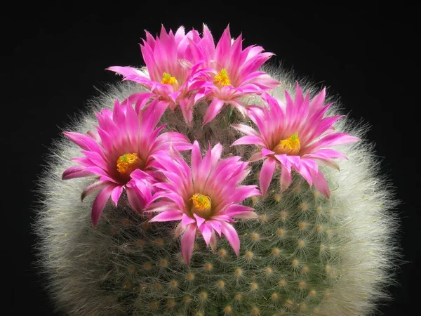 Nipple Cactus Mammillaria Guelzowiana Cactus Cactus Plant Blossoms Cactus Cactus — Stock Photo, Image