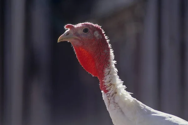 Crllwitz turkey close-up view