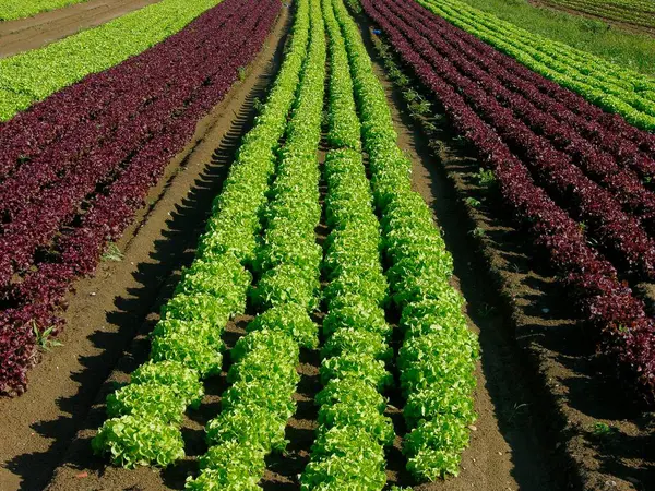 Lollo Rosso Lollo Bianco Lamb Lettuce Lettuce Fields Rimini Emilia — 图库照片