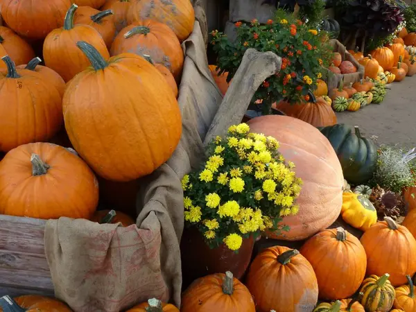 Kürbisausstellung Bauernhof Kürbissammlung Verschiedene Kürbisse Herbstgemüse — Stockfoto