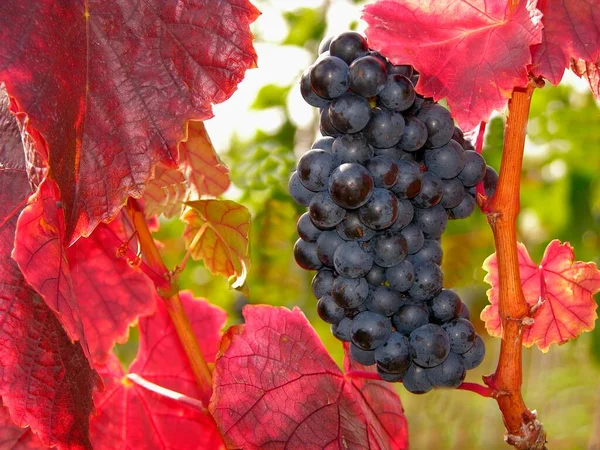 ブドウ ワイン 赤ワイン — ストック写真