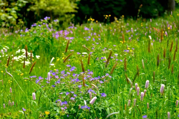 Bunga Berwarna Warni Padang Rumput — Stok Foto